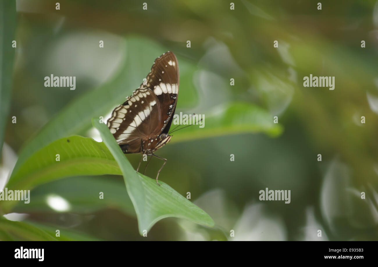 Abstract nature butterfly hi-res stock photography and images - Alamy