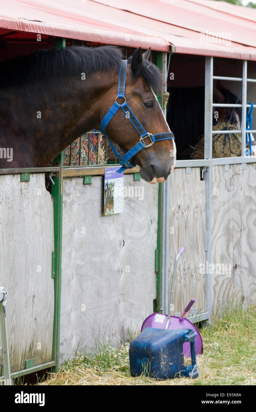 Equus ferus caballus Shire Horse in a halter looking out of stable door Stock Photo