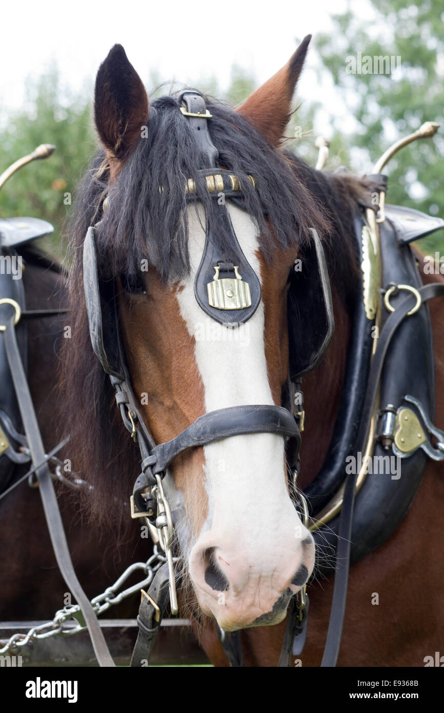 Shire Horses pulling a cart at a show in England Stock Photo