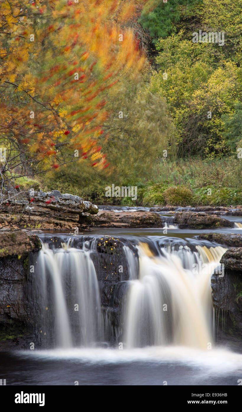 Autumn at Wain Wath Force on the River Swale in the Yorkshire Dales National Park, North Yorkshire, England, UK Stock Photo