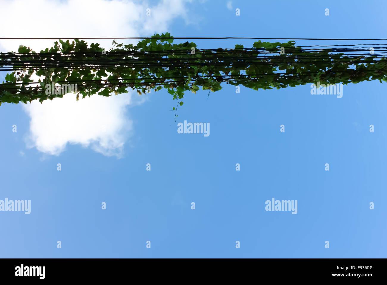 Ivy on power lines with blue sky. Stock Photo
