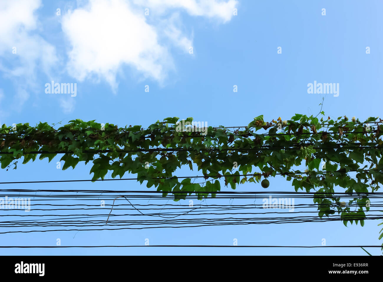 Ivy on power lines with blue sky. Stock Photo