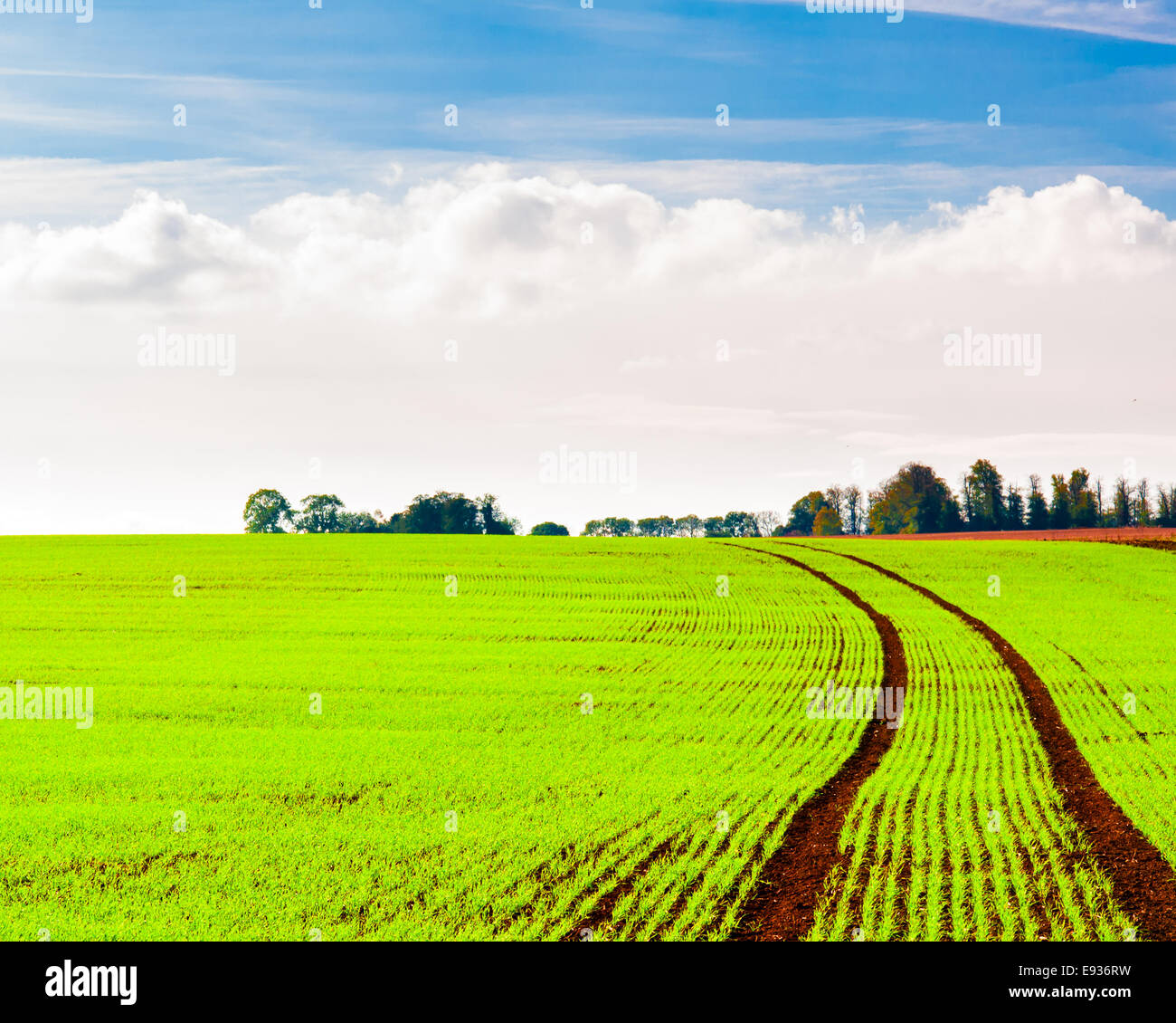 Summer landscape with green field and blue sky Stock Photo - Alamy