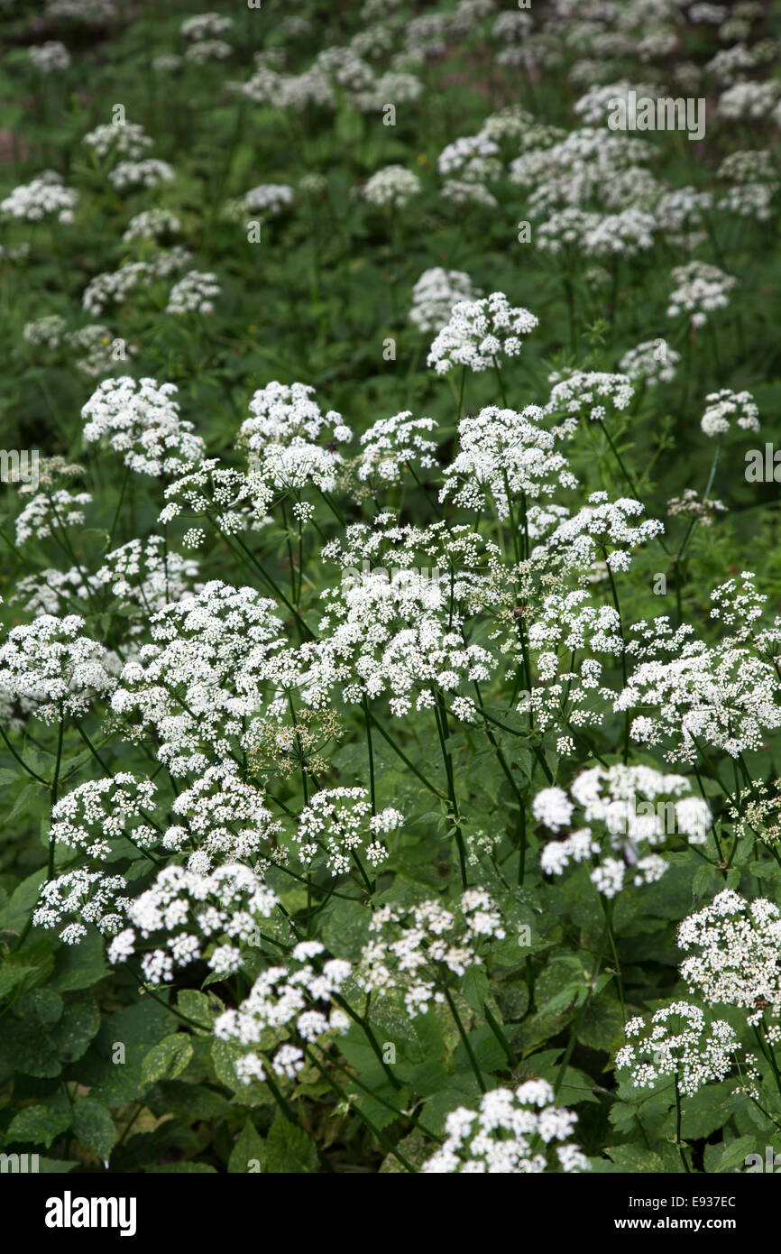 Cow parsley (Anthriscus Sylvestris), England, UK Stock Photo Alamy