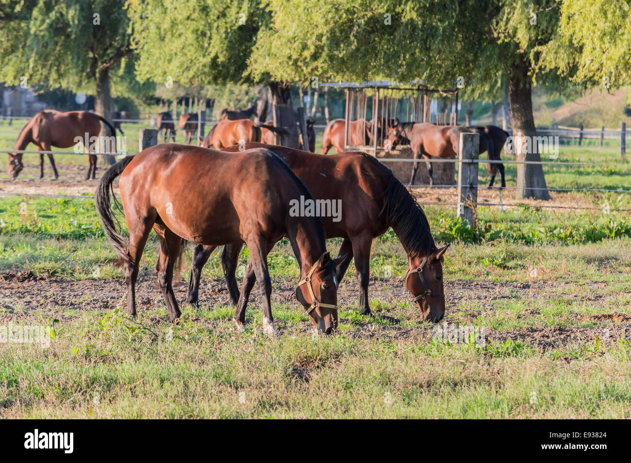 Two beautiful horses grazing in the background other horses Stock Photo