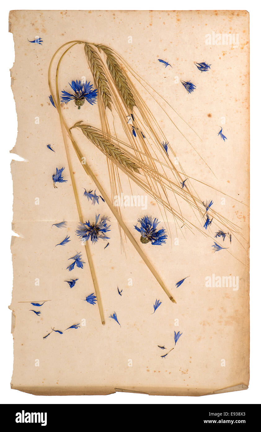 dried cornflowers and corn on aged paper sheet Stock Photo