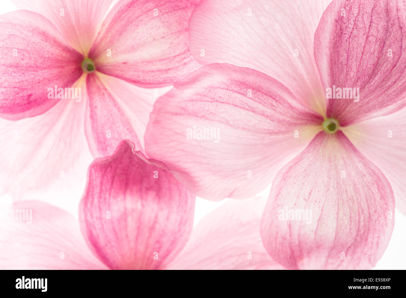 Soft pink flowers bloom hi-res stock photography and images - Alamy