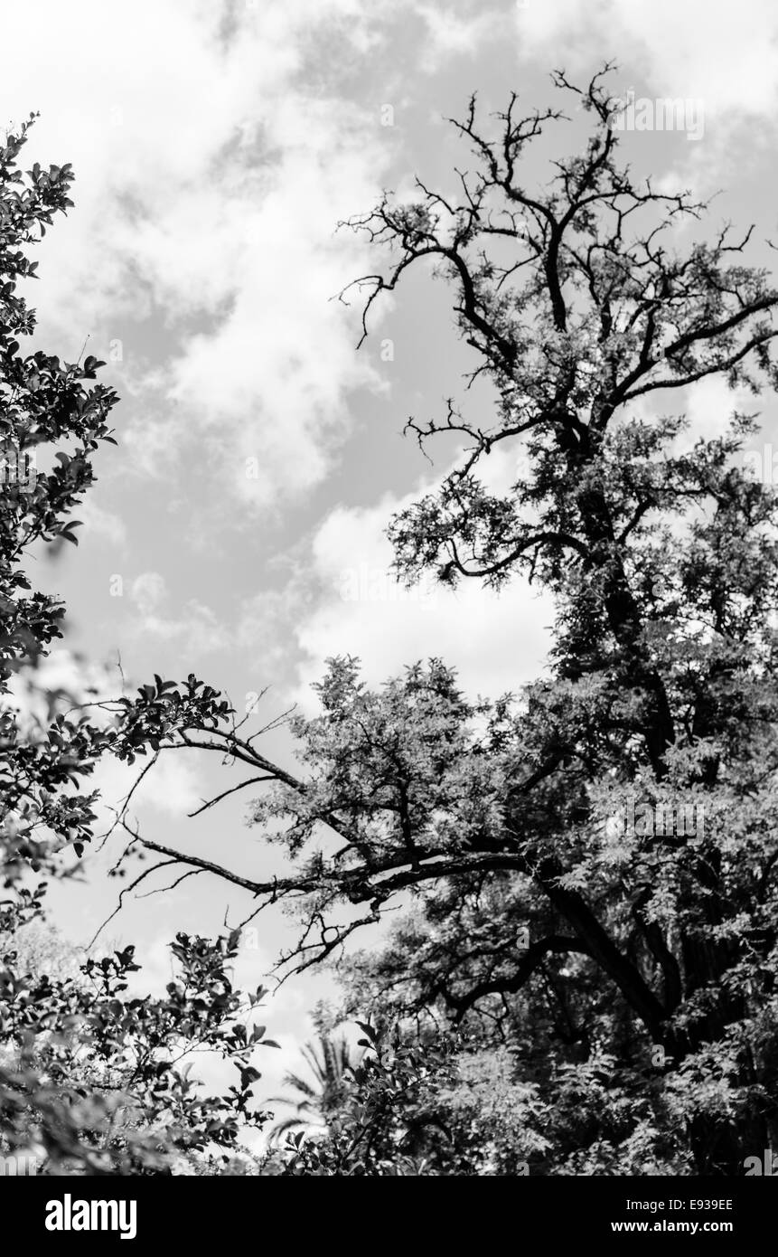 Black and white trees in the sky Stock Photo