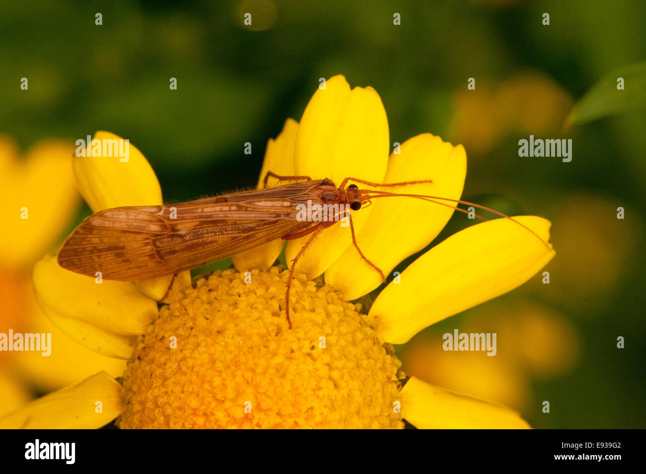 Caddis Fly resting on a Corn Marigold Flower Stock Photo Alamy