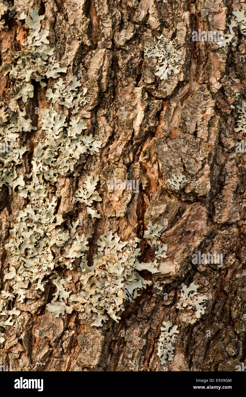 Common Alder Tree Bark Stock Photo
