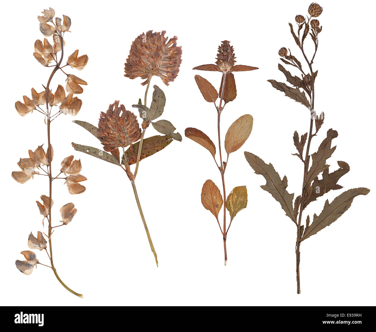 Set of wild dry pressed flowers and leaves, isolated Stock Photo Alamy