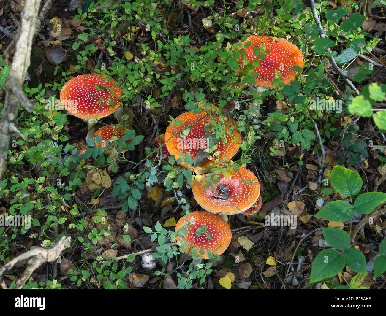 Hats of fly agaric or fly amanita, Amanita muscaria, lighting up a forest floor in Nordmarka Oslo Norway Stock Photo