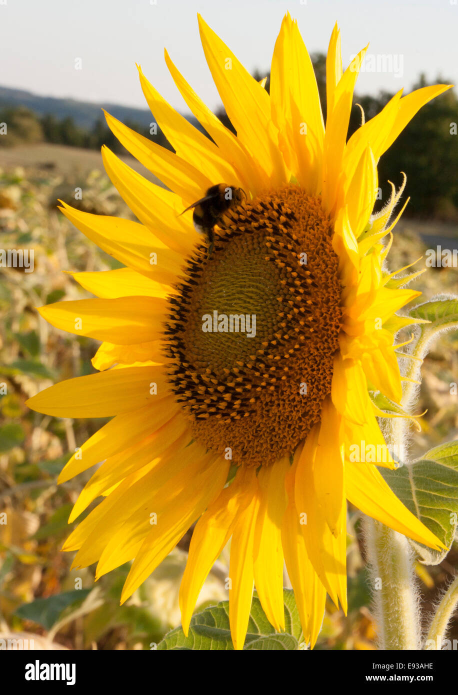 Bee in a field of sunflowers Stock Photo
