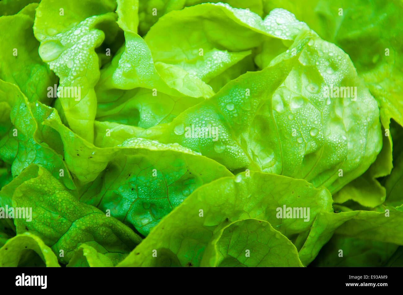 Wet lettuce salad hires stock photography and images Alamy