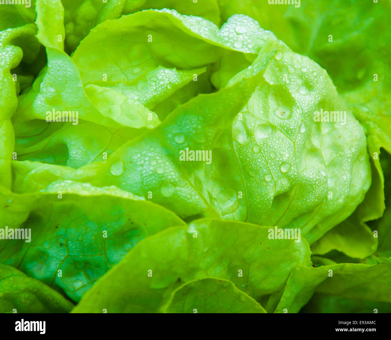 Wet lettuce hires stock photography and images Alamy