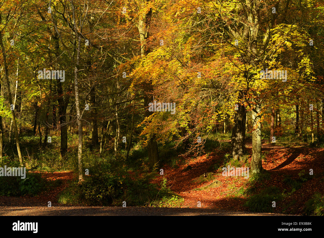 Hamsterley Forest, County Durham, UK. 18th October 2014. Autumn begins to show its colours in Hamsterley Forest,  County Durham. A windy day with scattered blustery showers is forecast for Sunday with some of the showers turning to thunder. Credit:  Robert Smith/Alamy Live News Stock Photo