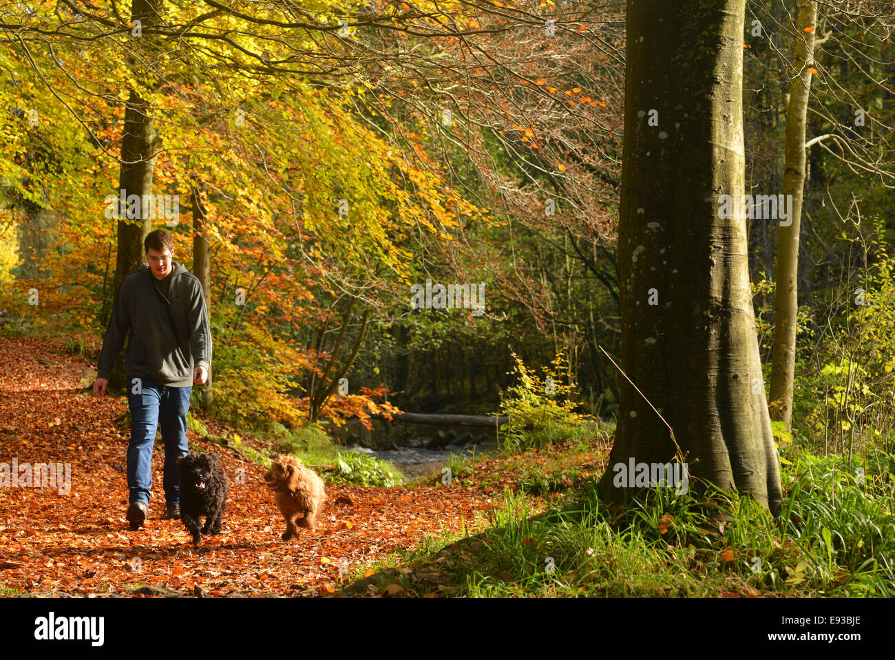 Hamsterley Forest, County Durham, UK. 18th October 2014. A man walks his dogs in Hamsterley Forest in County Durham. A windy day with scattered blustery showers is forecast for Sunday with some of the showers turning to thunder. Credit:  Robert Smith/Alamy Live News Stock Photo