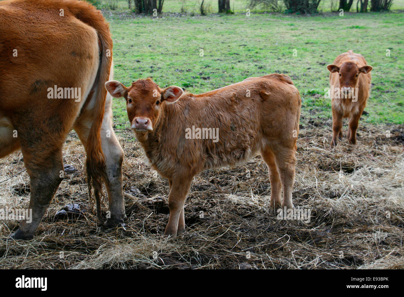 Small brown calves in field with their Mother Stock Photo