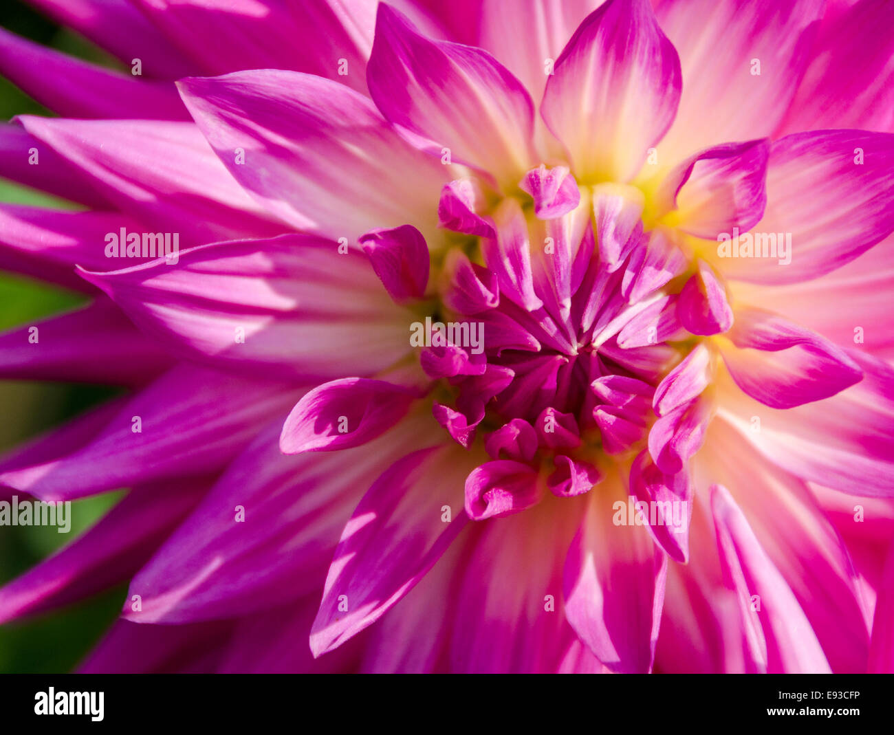 Centre of a Bright Pink Dahlia Stock Photo - Alamy