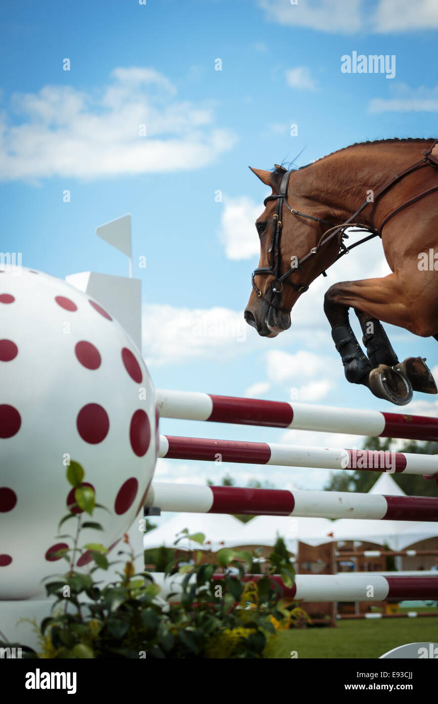 Horse jumping hires stock photography and images Alamy