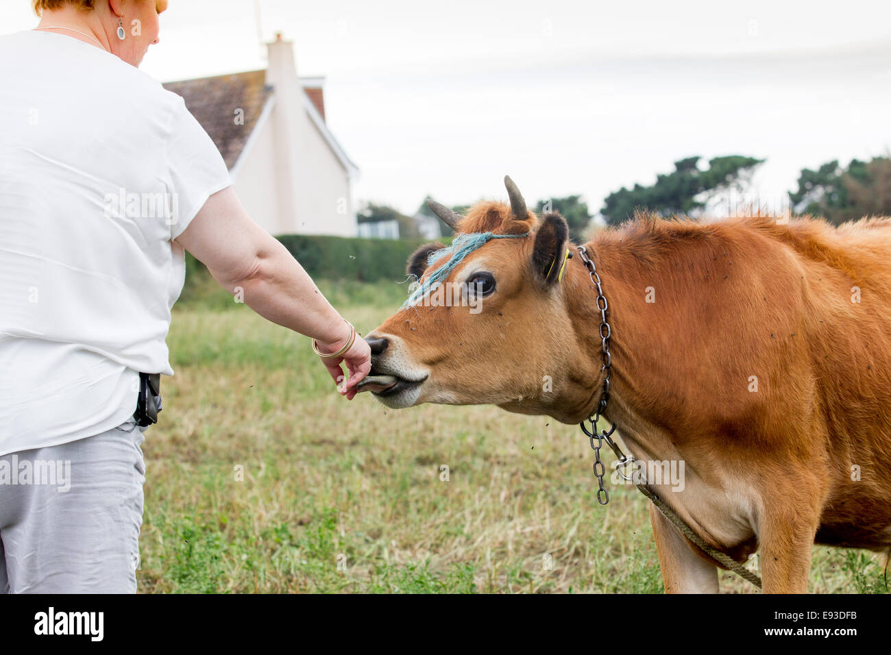 Jersey cow close up hi-res stock photography and images - Alamy
