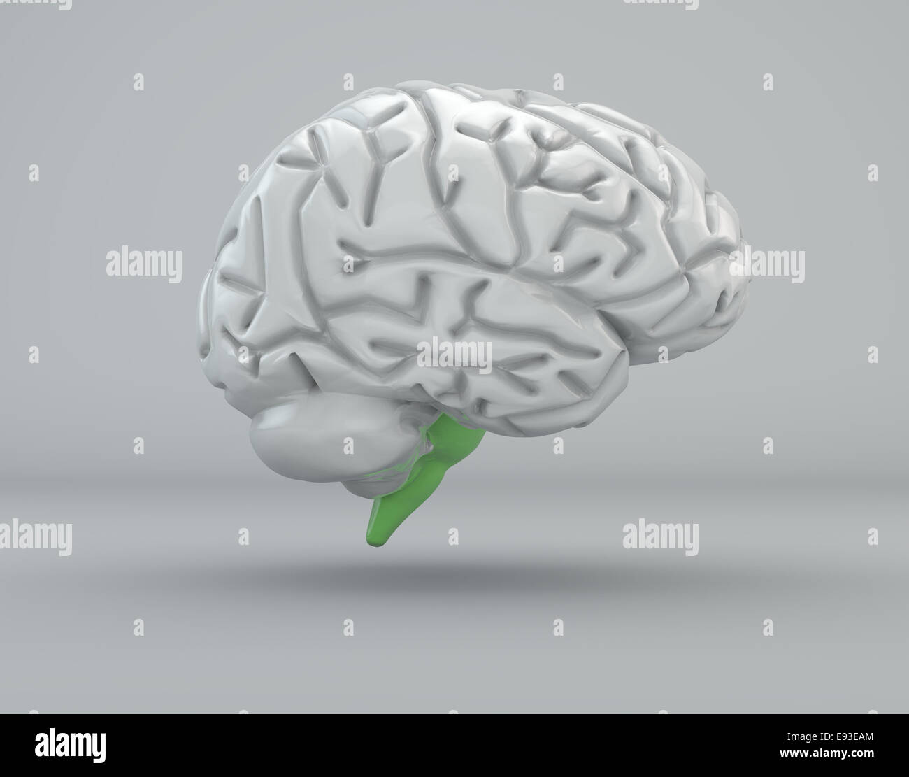 Brain lobes in different colors. Isolated on grey Stock Photo