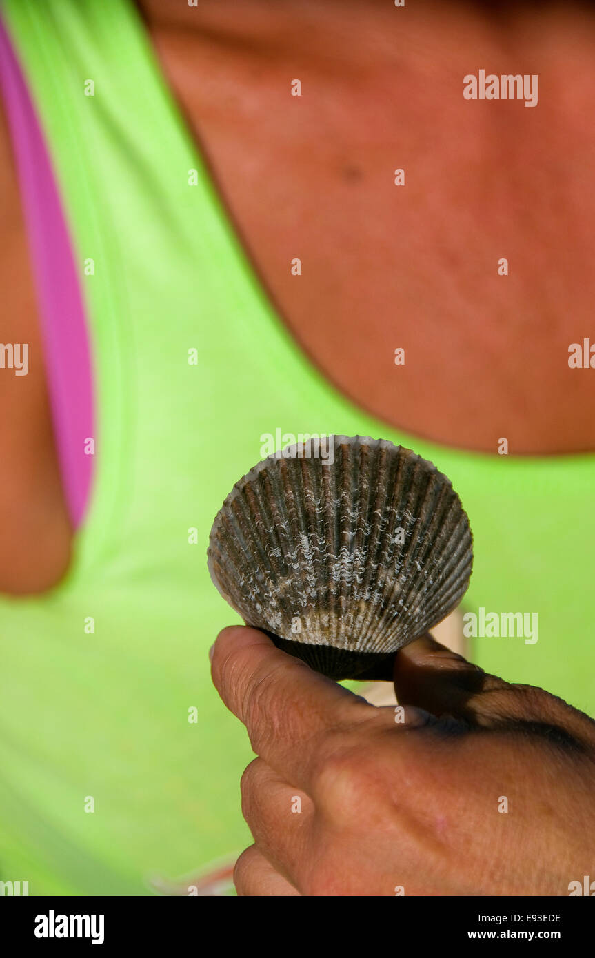 Scallops are one of major attractions found along the Gulf flats in