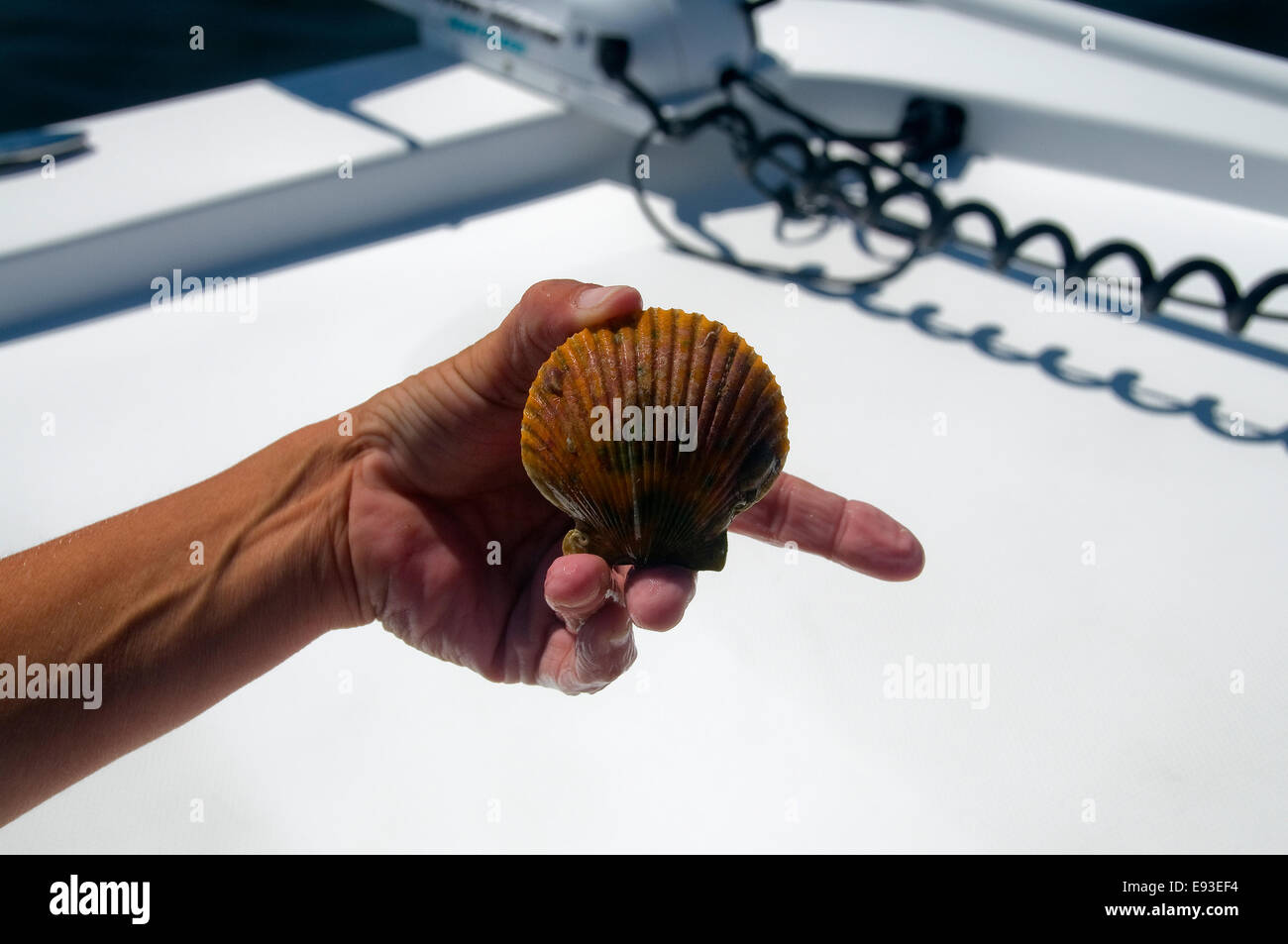 Scallops are one of major attractions found along the Gulf flats in