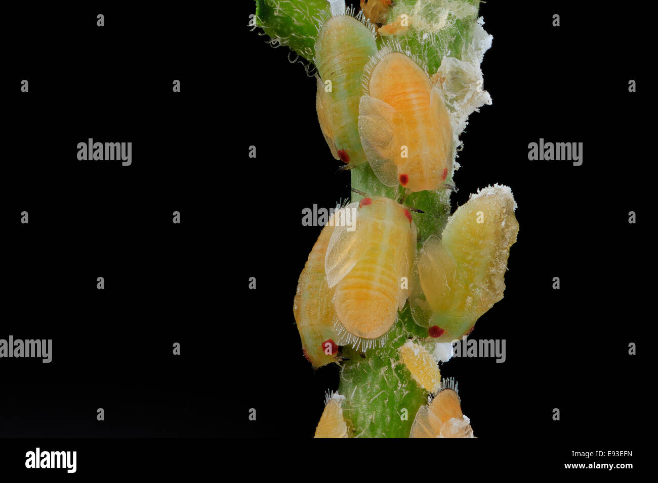 citrus psyllid, larvae, side, ft detrick 2014-05-01-093817 ZS PMax 15421335605 o Stock Photo