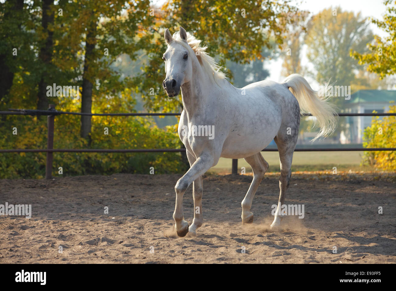 Running Arabian horse, Shagya arab Stock Photo