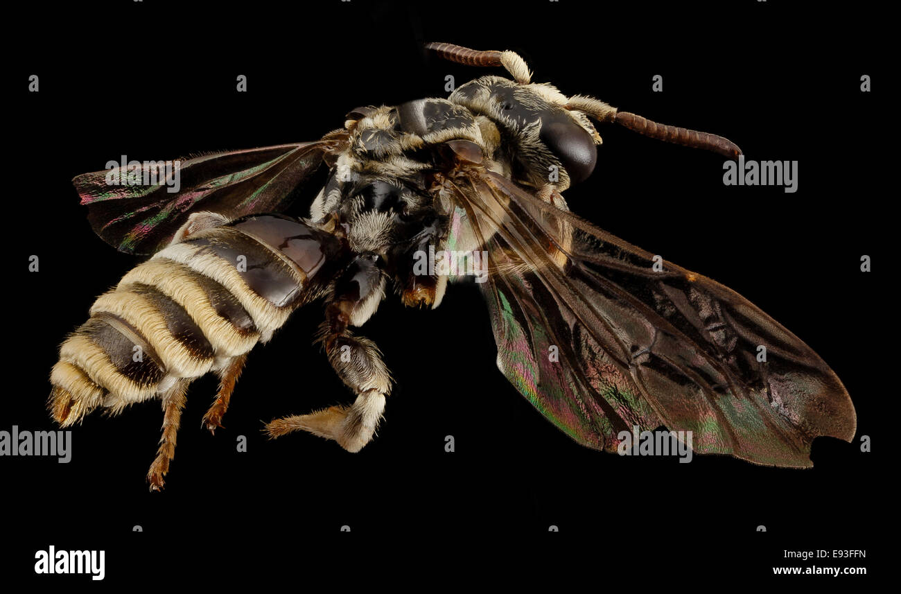 Parasitic bee nest hi-res stock photography and images - Alamy