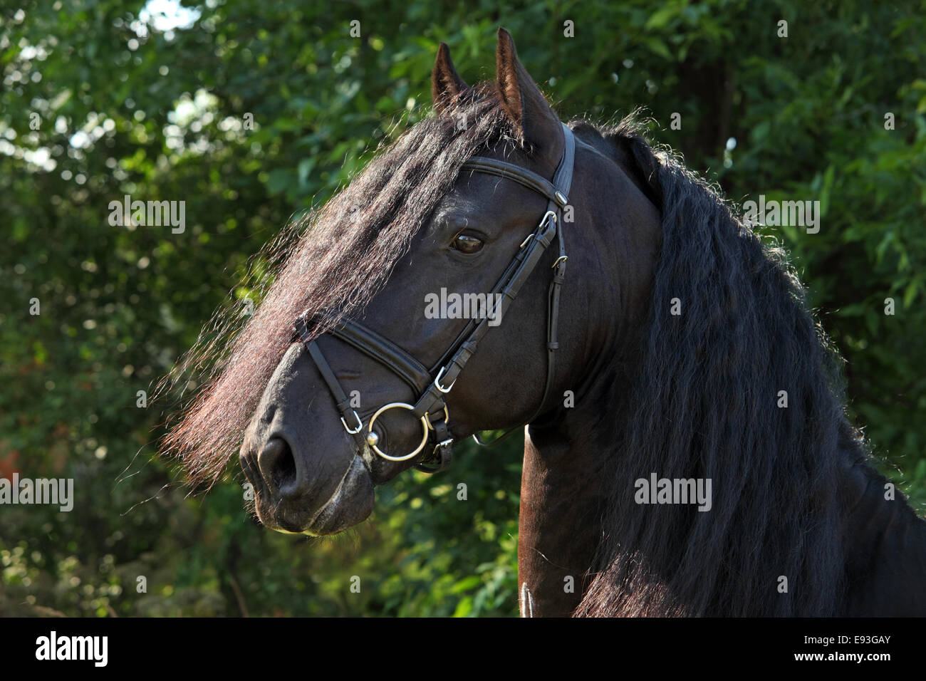 Gorgeous black friesian horse Stock Photo