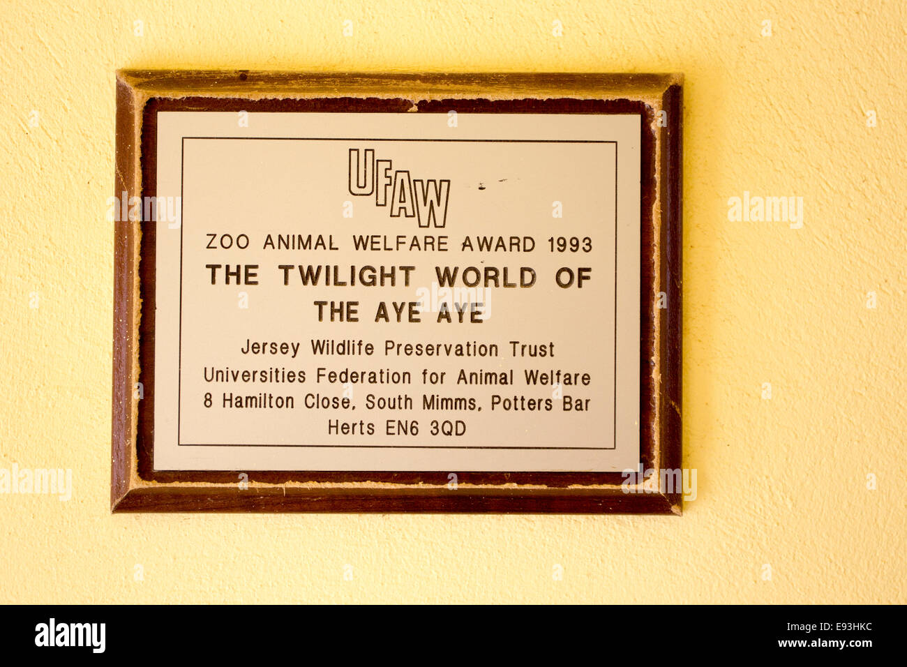 Zoo Animal Welfare Award 1993 The twilight world  of the aye-aye  Durrell Wild Life Trust  Trinity Jersey Channel Islands Stock Photo