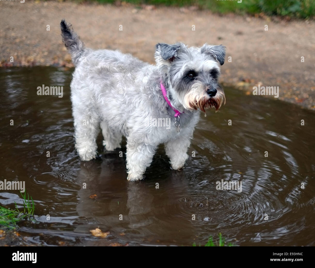 Miniature schnauzer dog standing in a puddle of water Stock Photo