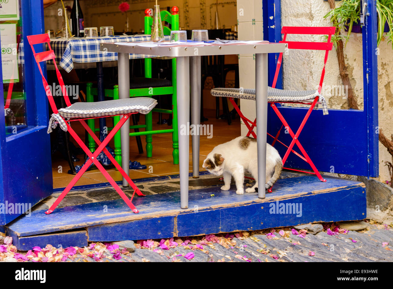 A cat looks for crumbs under the colorful chairs of a restaurant in a cobblestone paved street in the town of Cadaques, Costa Br Stock Photo