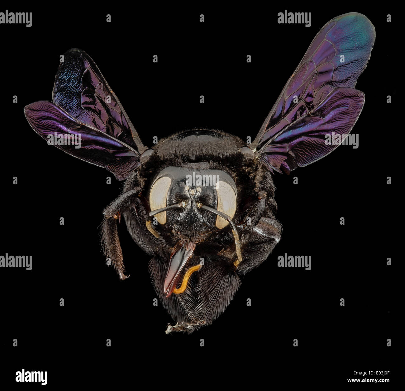 Pack Of 10 Giant Black Carpenter Bees (xylocopa Latipes) | A1 Spread