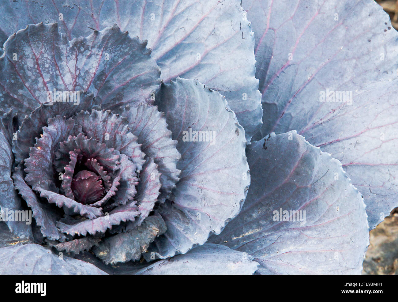 Beautiful Purple Cabbage Stock Photo