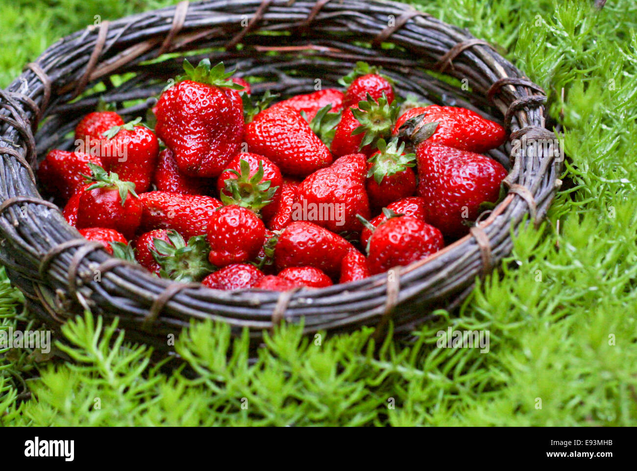 Attractive red berries fruits hi-res stock photography and images - Alamy