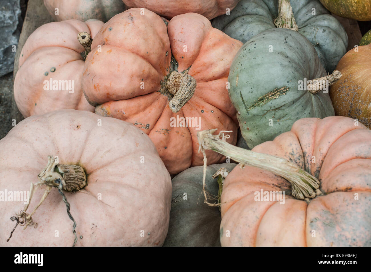 Pastel Colored Pumpkins - Horizontal Stock Photo