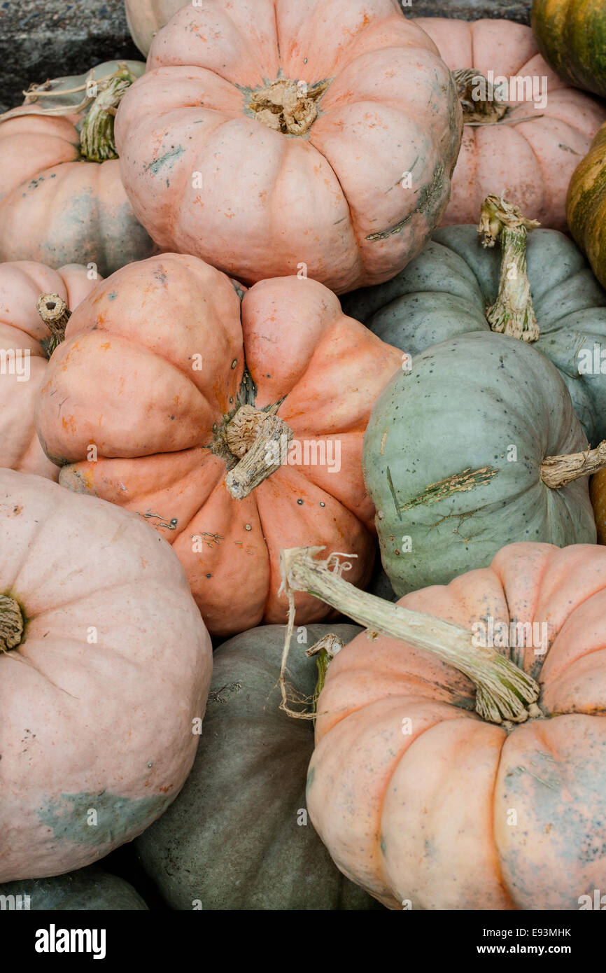 Beautiful Pastel Pumpkins - Vertical Stock Photo
