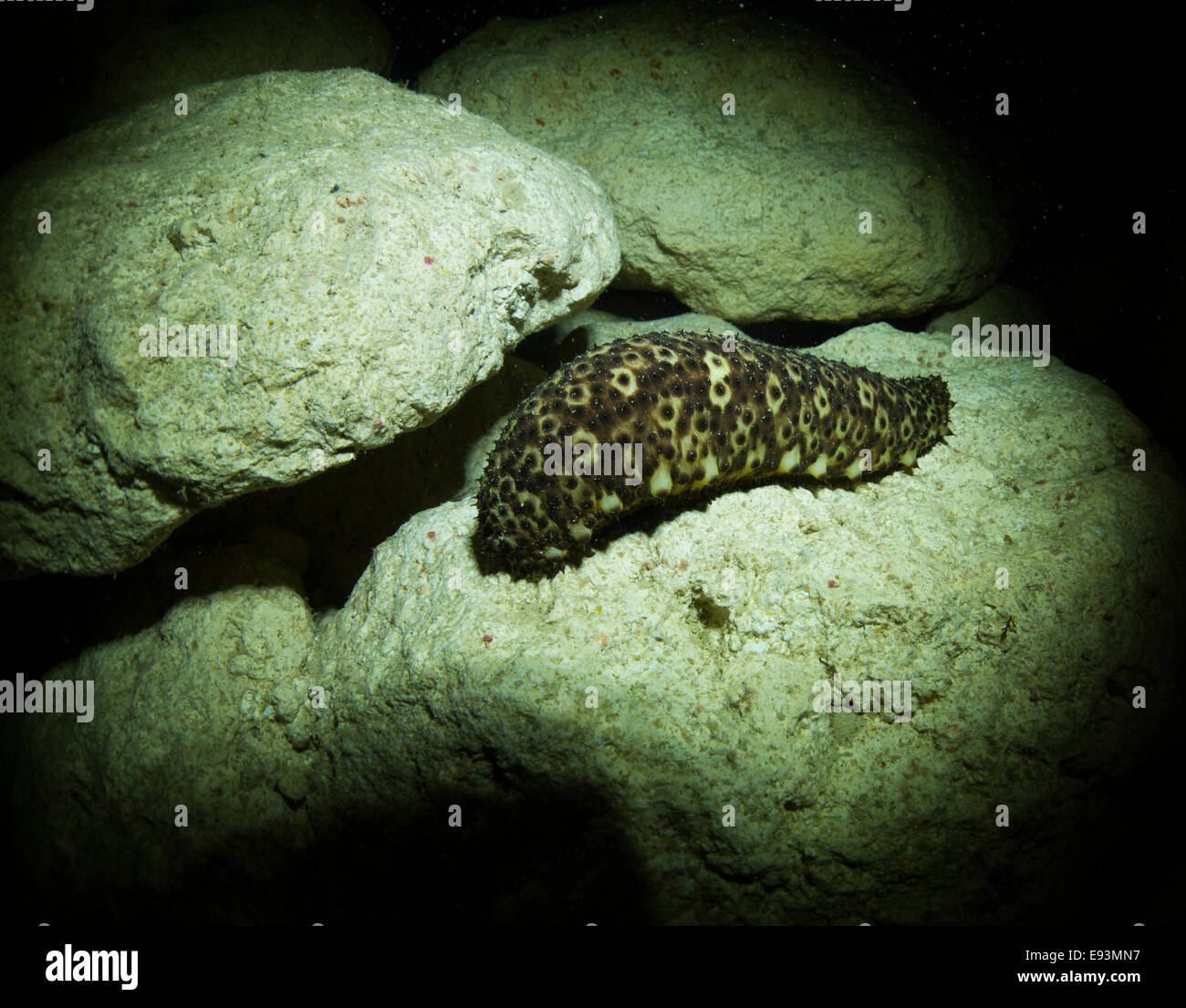 Variable Sea Cucumber, Holothuria sanctori, at night on a rocky reef in the Mediterranean Sea, Malta. Stock Photo