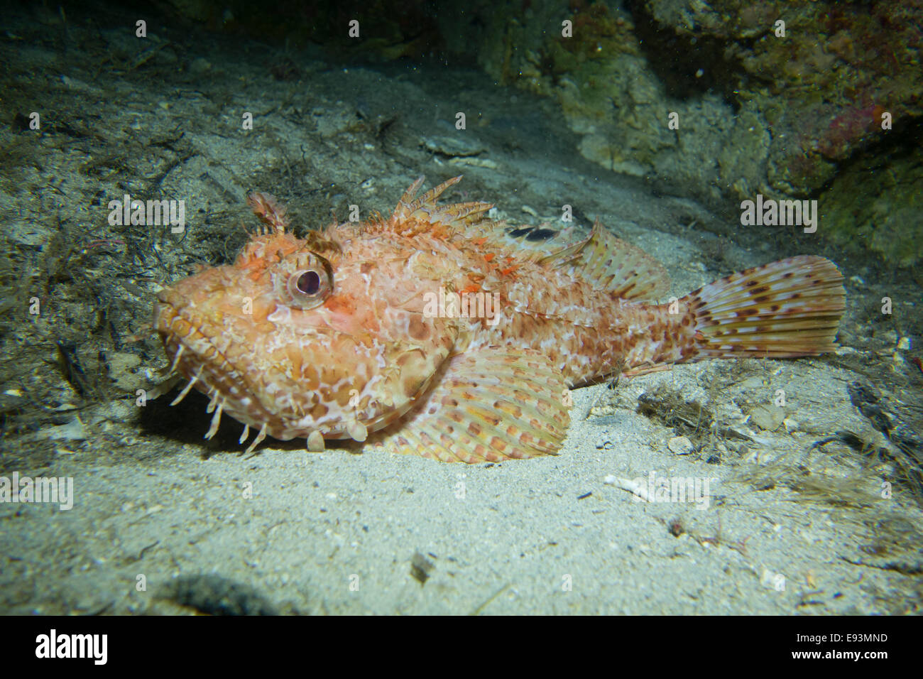 Close-up of a Red Scorpion fish, Scorpaena scrofa,  taken in Malta, Mediterranean Sea. Stock Photo