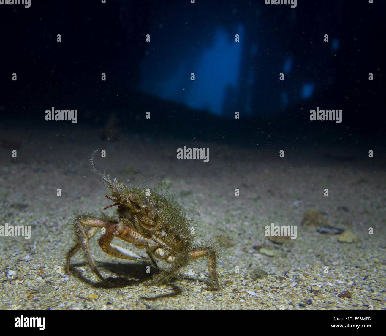 European Spider crab, Maja squinado, in the HMS Maori wreck in the Mediterranean Sea, Valletta, Malta. Stock Photo