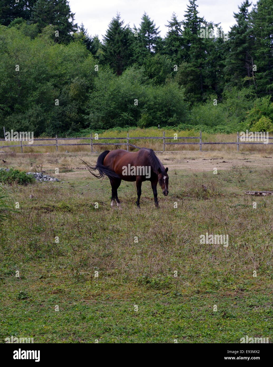 Photograph of a brown horse swishing his tail Stock Photo Alamy