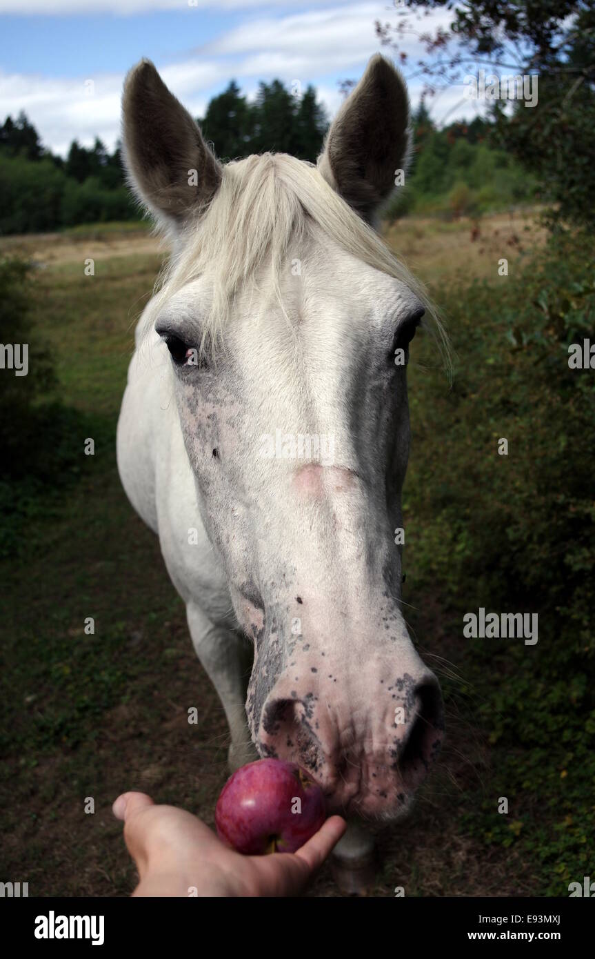 Love field photograph hires stock photography and images Alamy