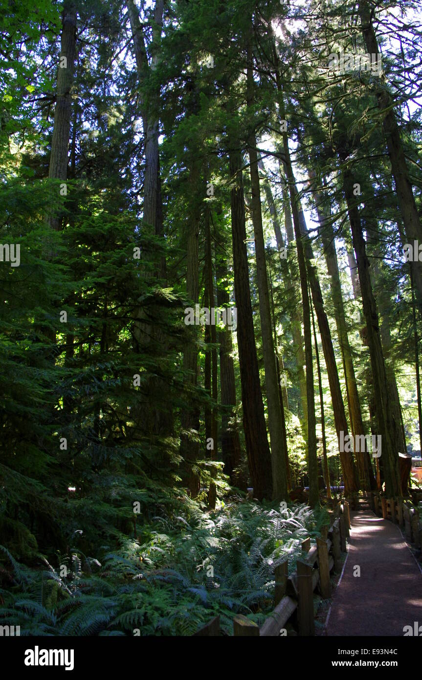 Photograph of old growth trees in Cathedral Grove, BC, Canada. Stock Photo