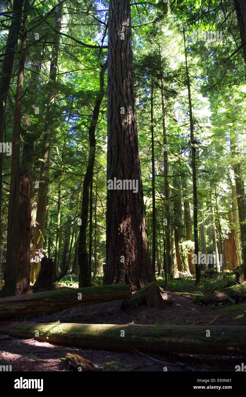 Photograph of old growth trees in Cathedral Grove, BC, Canada. Stock Photo