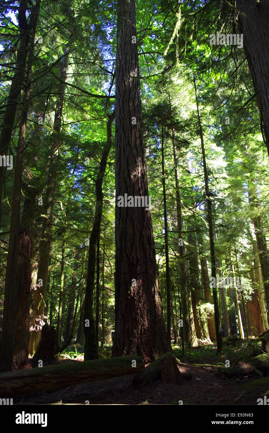 Photograph of old growth trees in Cathedral Grove, BC, Canada Stock