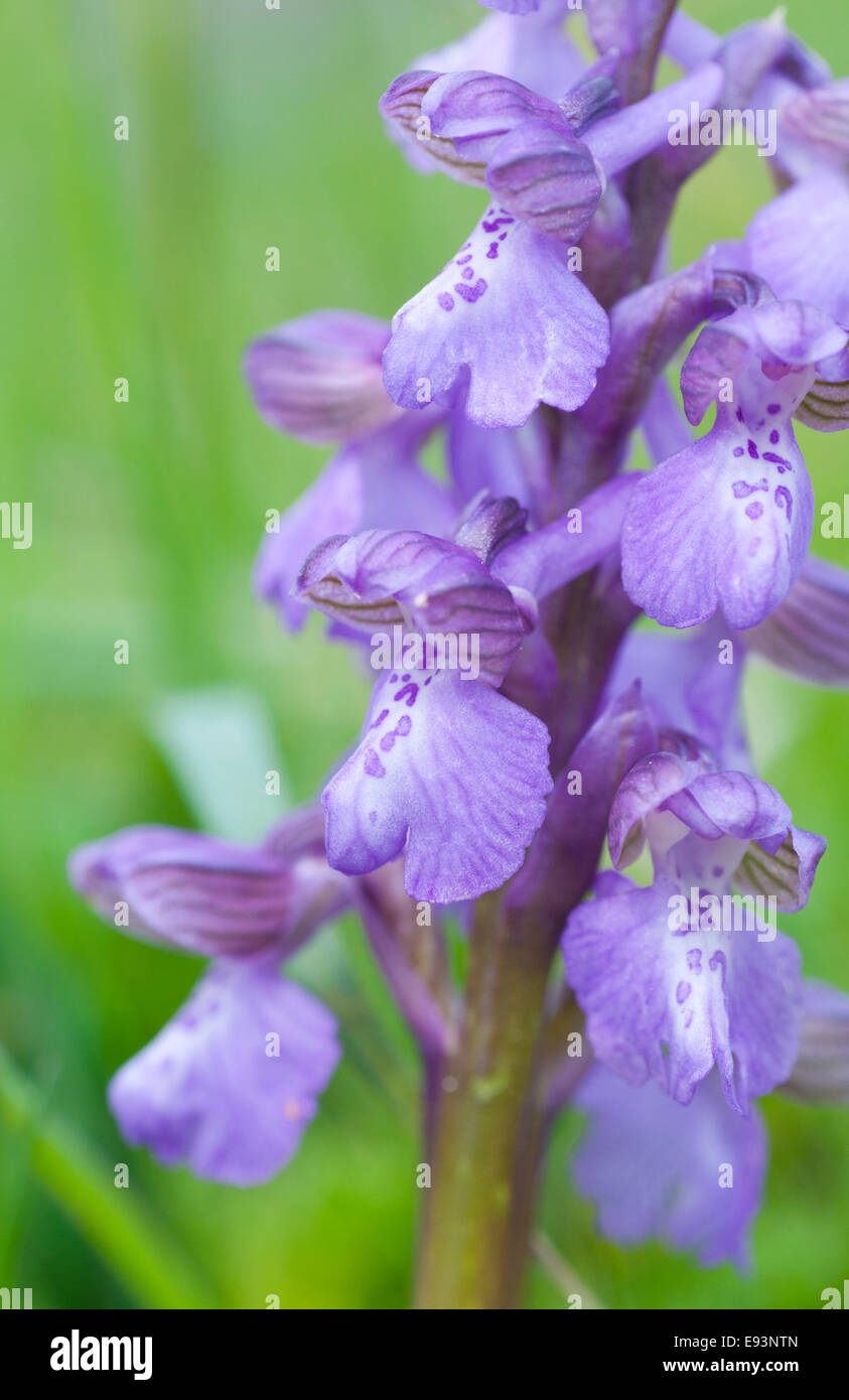 Close up Green-Winged Orchid flower at Seaford Head, East Sussex Stock Photo