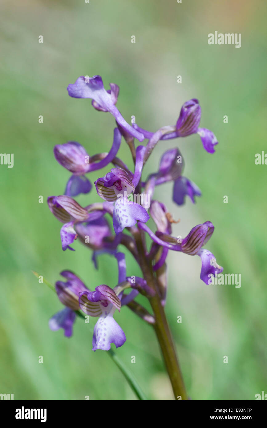 Spike of the Green-Winged Orchid from Seaford Head, East Sussex Stock Photo